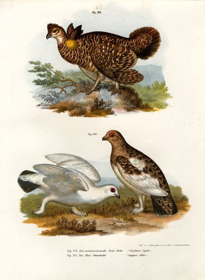 Präriehuhn, 1864 von German School